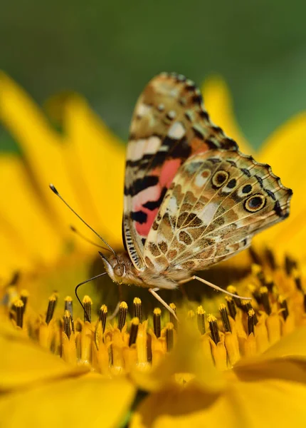 Közelkép Egy Napraforgóról Virágporral Szirmokkal Melyen Egy Színes Pillangó Közép — Stock Fotó