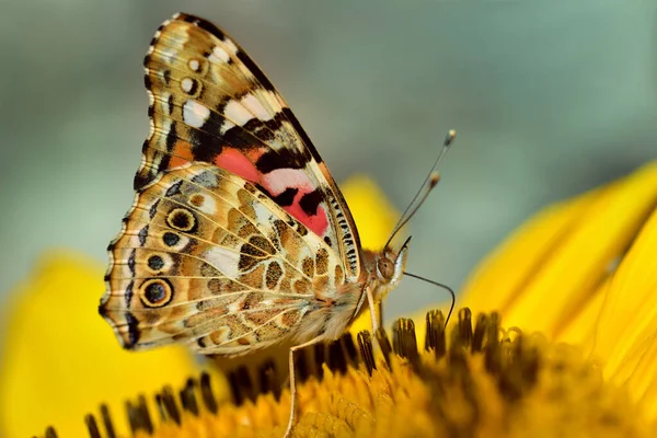 Gros Plan Tournesol Avec Pollen Pétales Sur Lequel Repose Papillon — Photo