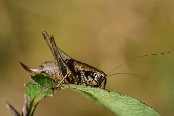 Brown Cricket Sits Green Leaf Light Background Open Space — Stock Photo, Image