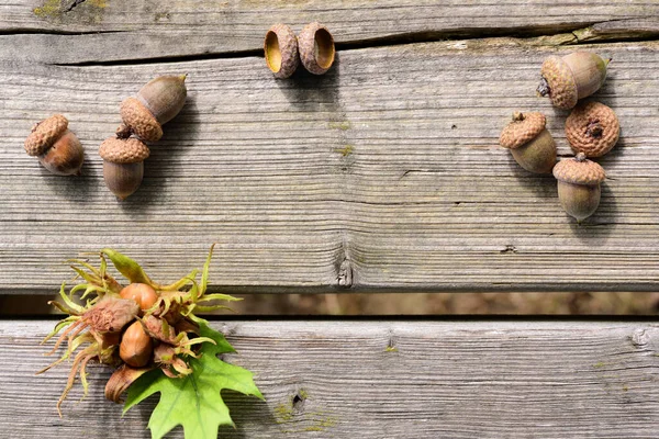Sonbaharda meşe palamudu ve fındık tohumları ile aşınmış ahşap kaplama ve ortasında yazı için boş alan