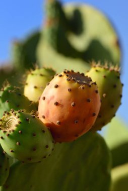 Mavi gökyüzünün önündeki dikenli armut kaktüsünün renkli meyvelerinin yakın çekimi.