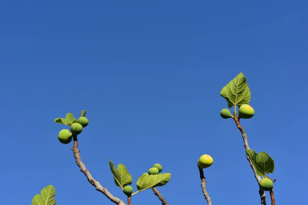 Several dry branches of a fig tree tower with fruits and leaves vertically in the blue sky on Sicily