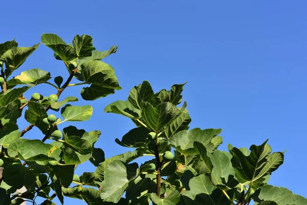 Green fresh fig leaves protrude from the side as a close-up in the picture in front of blue sky as background in Sicily