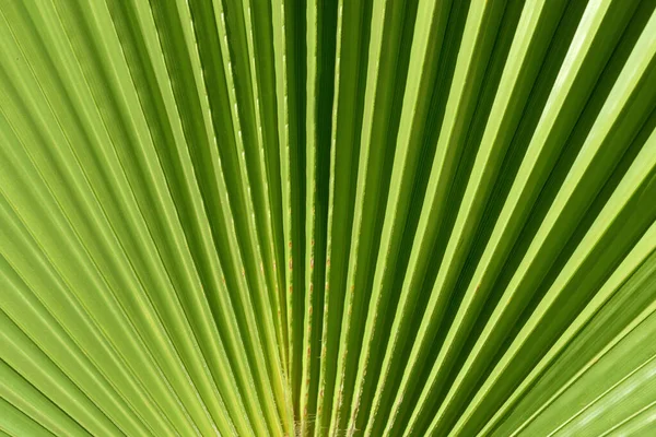 Närbild Och Bakgrund Gröna Blad Fläkt Palm Med Veck Sommaren — Stockfoto