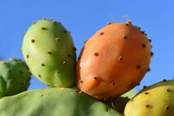 Primer Plano Frutos Maduros Coloreados Cactus Pera Espinosa Formato Paisaje — Foto de Stock