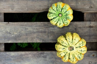 Arka planda iki sarı parlayan balkabağı yatar.