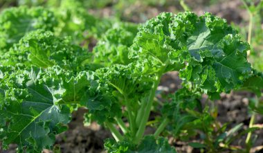 Bir lahananın yaprakları sonbaharda sebze tarlasında yetişir.