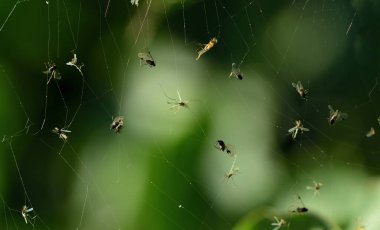 Sonbaharda yeşil arka planda mahsur kalan böceklerle dolu bir örümcek ağı.