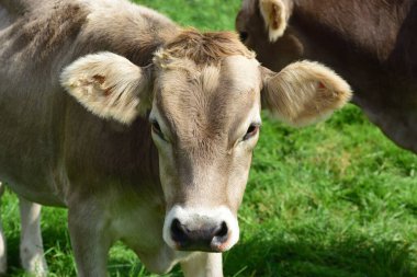 Tipik sağlıklı kahverengi inekler Bavyera 'da Nazik ağızlıklı bir çayırda