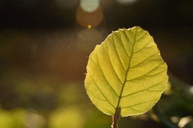 Sonbaharda yeşil bir yaprak, akşamları arka planda açık havada yeşil arka planda.