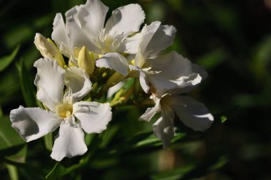 Akşam güneşinde yeşil arka planda zakkum çalılarının beyaz çiçekleri.