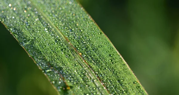 Zbliżenie Szczegóły Zielonej Trawy Kroplami Wody Zielonym Tle — Zdjęcie stockowe