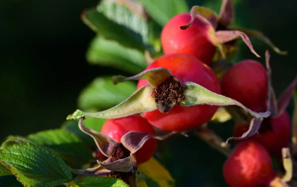 暗い背景の前で秋に枝に葉を持つ赤い熟れたバラの閉鎖 — ストック写真