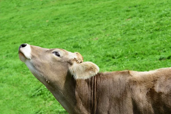 Bajorországban Egy Tipikus Barna Bundás Tehén Áll Egy Zöld Rét — Stock Fotó