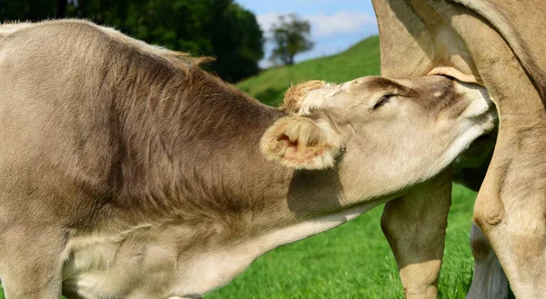 在巴伐利亚的牧场里 一只巨大的棕色小牛犊在妈妈的乳房上欢欢喜喜地吮吸着 它的特写和细节被拍了下来 — 图库照片