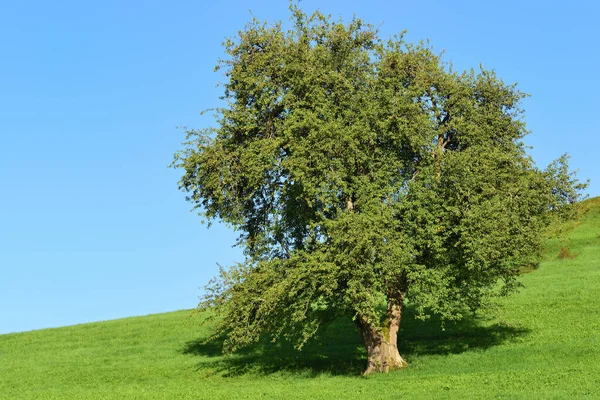 Uma Grande Árvore Decídua Verde Está Prado Verde Uma Colina — Fotografia de Stock