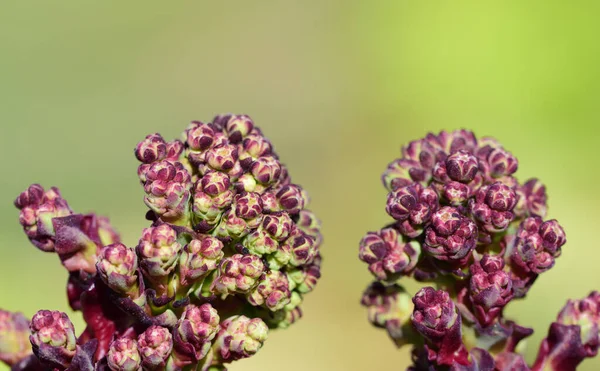 Close Small Flowers Buds Lilac Lettuce Plant Light Green Background — Stock Photo, Image