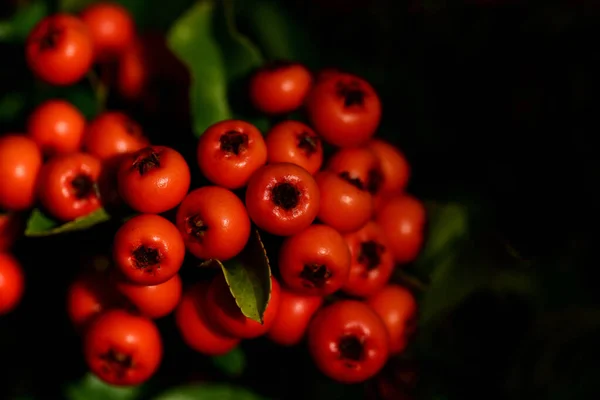 Nahaufnahme Reifer Orangefarbener Beeren Für Herbstvögel Vor Dunklem Hintergrund Mit — Stockfoto