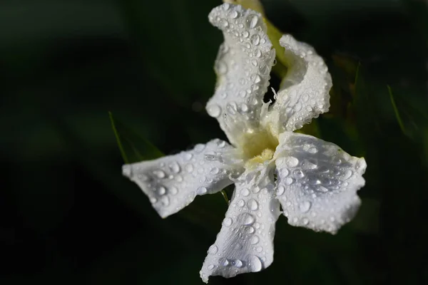 Zakkum Çalılarının Beyaz Çiçekleri Akşam Güneşinin Altında Yeşil Arka Planda — Stok fotoğraf
