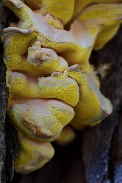 Nahaufnahme Eines Gelben Schwammigen Großen Baumpilzes Herbst Auf Einem Baumstamm — Stockfoto
