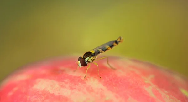 Pequeno Hoverfly Senta Uma Maçã Vermelha Frente Fundo Verde — Fotografia de Stock