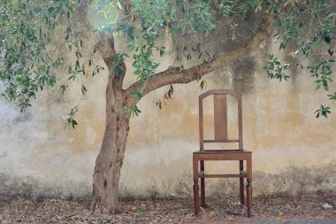 Dışarıda parlak, eski bir kırsal duvarın dışında Sicilya 'da yanında eski bir ahşap sandalye olan kuru bir zeytin ağacı duruyor.