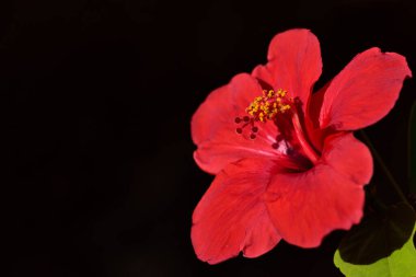 Sicilya 'da parlak kırmızı bir çiçek ve sarı dans eden arı poleni. Sicilya' da.