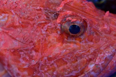 Yakından ve arka planda bir balığın gözü yeni yakalanmış kırmızı bir balığa bakıyor.