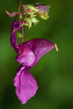 Yaz bitkilerinde, izole edilmiş bir orkide ağacının mor çiçeğinin yakın çekimi.