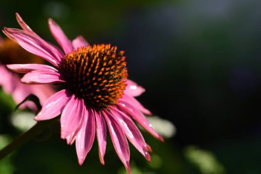 Çiçek açan kırmızı güneş şapkasının (Echinacea) kapanışı yazın arka planda su damlalarıyla