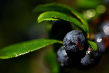 Sonbaharda bir ağaçta su damlalarıyla mavi olgun yamaçlara yakın çekim