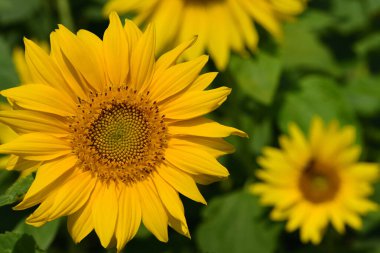 Yazın bir tarlada açan parlak sarı ayçiçekleri.