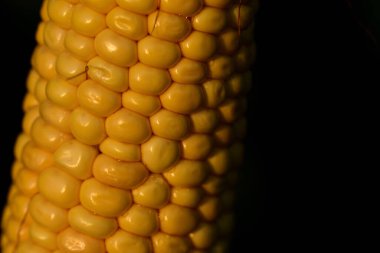 Sahada koyu arkaplan önünde parlak tanecikler bulunan taze sarı bir mısır koçanı.