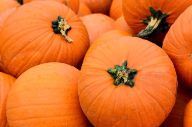 Cadılar bayramı için taze portakallı büyük balkabaklarıyla arka plan