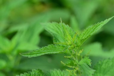 Yaz mevsiminde ısırgan otlarının olduğu bir arazide yeşil bir ısırgan otunun yakın çekimi.