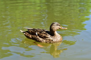 Dişi, kahverengi, vahşi bir ördek gölette yüzüyor.