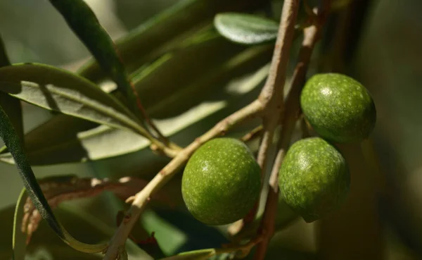 Großaufnahme Unreifer Grüner Oliven Baum Mit Blättern Italien — Stockfoto