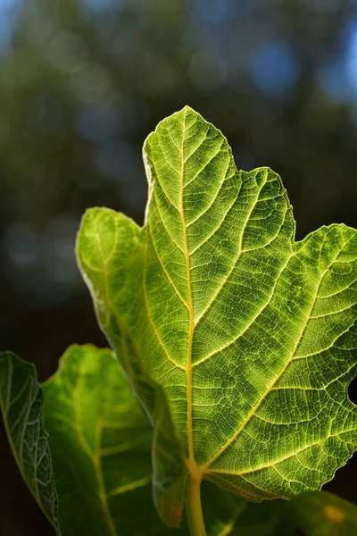 Closeup of a green fig leaf at fig tree in summer in Italy