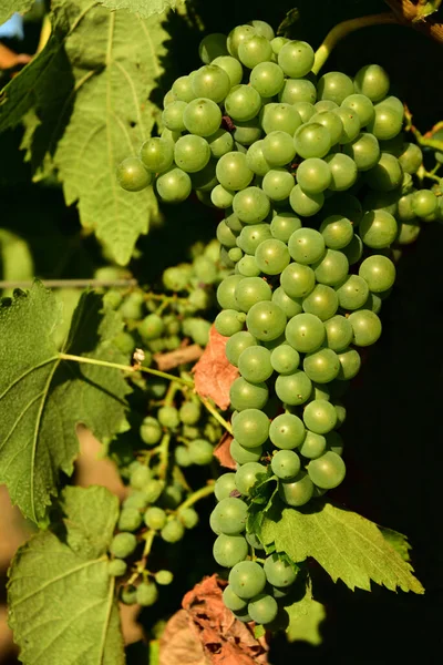 西西里夏天的葡萄藤上挂着尚未成熟的鲜亮葡萄 夏天阳光下的葡萄园上挂着成熟的葡萄 — 图库照片