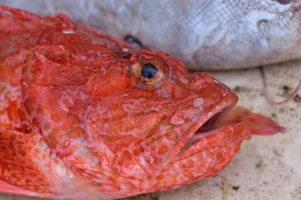 Pez Rojo Recién Capturado Yace Lado Plato Piedra —  Fotos de Stock