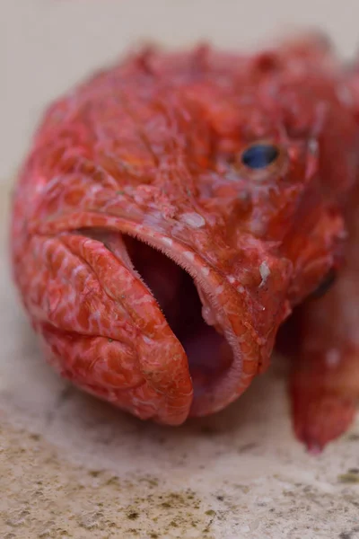 Červená Čerstvě Ulovená Ryba Leží Tlamou Kamenném Talíři — Stock fotografie