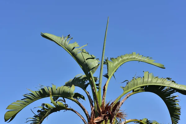 欧洲南部蓝天前的香蕉树绿叶的特写和背景 — 图库照片