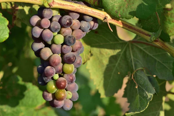 Uvas Oscuras Parcialmente Inmaduras Cuelgan Una Vid Delante Hojas Verdes —  Fotos de Stock