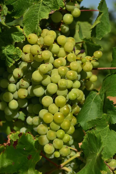 Verde Todavía Inmaduro Uvas Brillantes Que Cuelgan Una Vid Verano —  Fotos de Stock