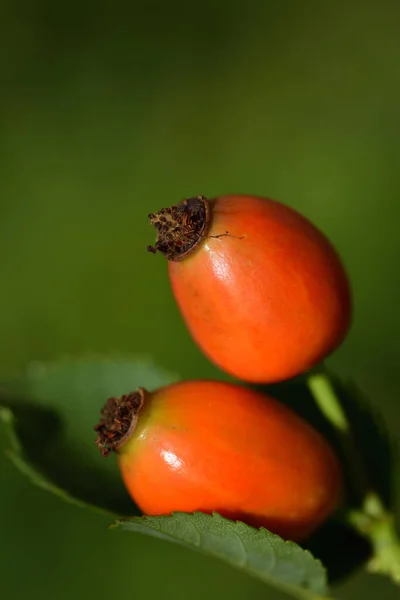 Fechar Dois Isolados Laranja Maduro Rosehips Frente Fundo Verde Com — Fotografia de Stock