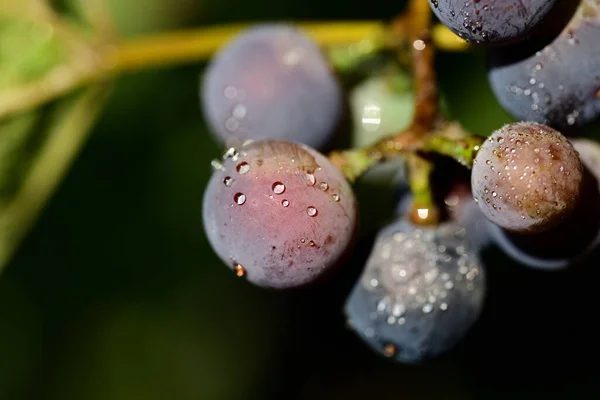 德国夏季用水滴封闭成熟的黑葡萄的文字区 — 图库照片