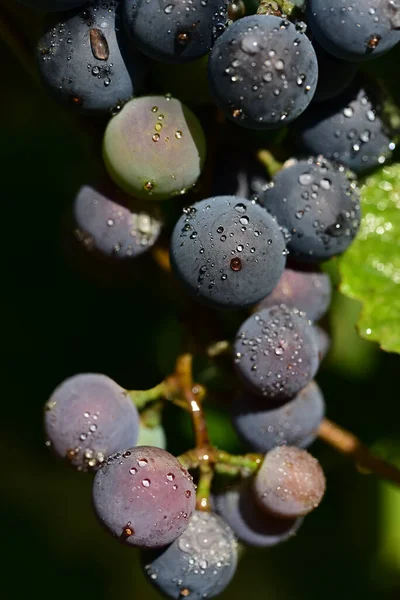 Primer Plano Uvas Negras Maduras Con Gotas Agua Verano Alemania —  Fotos de Stock