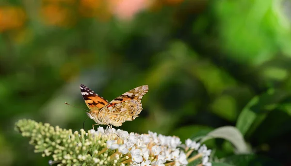 Eine Farbenfrohe Edle Dame Sitzt Einem Frühsommertag Versteckt Einem Weißen — Stockfoto