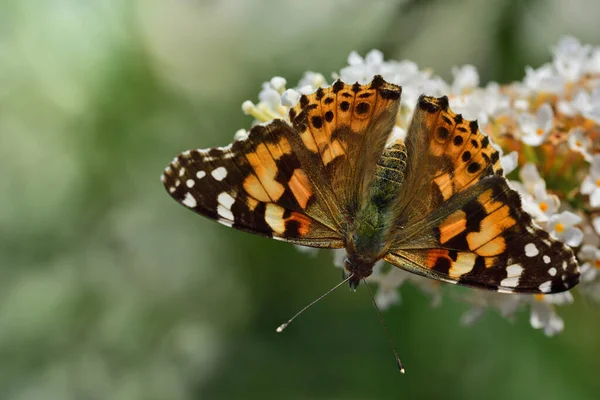 Een Gekleurde Kleurrijke Vlinder Zit Europa Bloesem Van Een Witte — Stockfoto