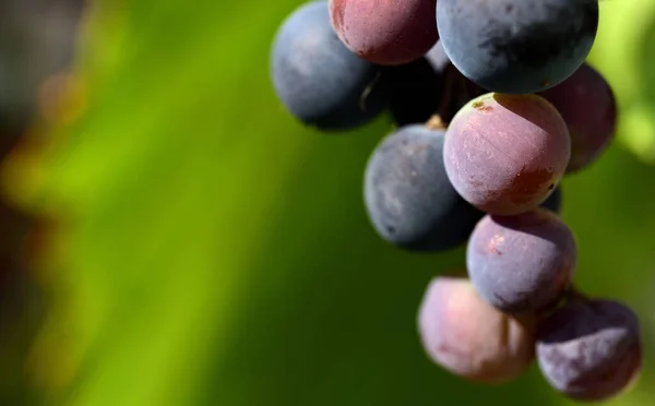 Primer Plano Uvas Frescas Oscuras Frente Fondo Verde Verano Alemania —  Fotos de Stock